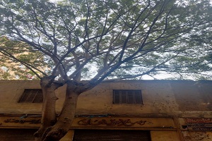 تقليم الأشجار بشارع سنجر سرور