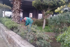 رفع كفاءة النظافة والاهتمام بالاماكن الخضراء بحي الزاوية 