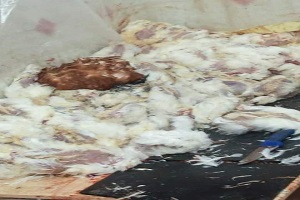 مديرية الطب البيطري: ضبط 200 كجم دواجن نافقة غير صالحه للاستهلاك الادامي