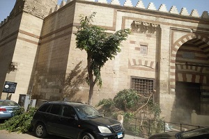 تقليم وتهذيب الأشجار بحي وسط