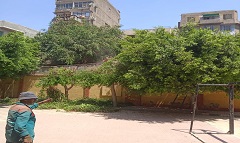 تقليم الأشجار بمدرسة أم المؤمنين 