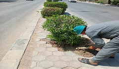 تقليم وقص وتزين أشجار الجزيرة الوسطى بكورنيش النيل