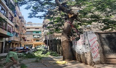 تقليم الأشجار بحارة الطبالة