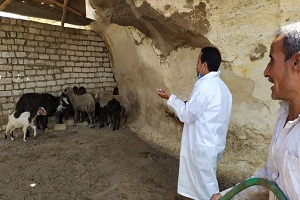 حملة تطعيم للماشية والاغنام بمنطقة الزرايب ضد الأمراض الوبائية