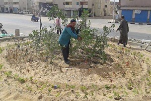 تطوير وتشجير ميدان ربيع هاشم بحي السلام ثان