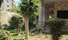 تقليم أشجار المدرسة الفنية المتقدمة المشتركة بنطاق الحي  