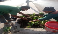 زراعة أحواض زراعية جديدة بشارع البنهاوي 