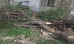 رفع شجرة تمثل خطورة علي المواطنين بالقللي