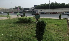 قص الأسوار النباتية والمسطحات الخضراء ببعض الشوارع بالحي