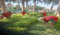 تقليم الأشجار بحديقة المشهد الحسيني 