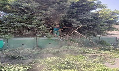 تقليم الأشجار بشارع كورنيش النيل 