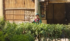 قص وتهذيب الاشجار داخل مساكن عثمان