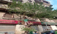 تقليم وتهذيب الأشجار بشارع شنن أمام مبنى نقابة المهن الزراعية