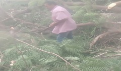 سقوط شجرة بسبب سوء الأحوال الجوية بدون خسائر 