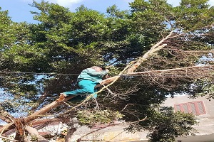 تقليم الأشجار بالدرب الأحمر