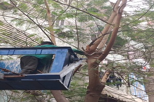 قص الأشجار بشارع بهاء الدين ابن حنا