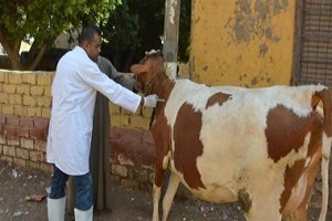 "الطب البيطري" يحدد 5 إجراءات لمواجهة أمراض الماشية والأغنام 