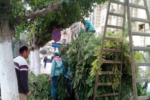 تقليم الأشجار بشارع الجمهورية