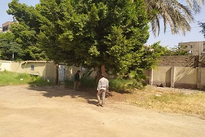 تقليم وتهذيب الأشجار ببعض مدارس الحي 