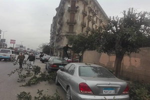 تقليم الأشجار بشوارع الحي